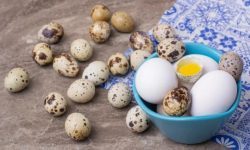 Перепелиные яйца: маленький продукт с большой пользой для рациона