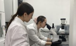 IJMS: гормон роста активирует белки, выкачивающие лекарства из клеток рака