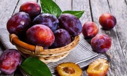 Чем полезны сливы для здоровья и фигуры + лучшие ПП-рецепты